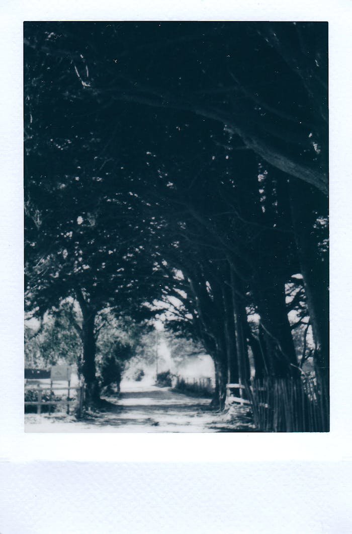 Black and white Polaroid photo capturing a nostalgic tree-lined path.